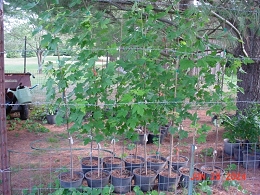 Potted Autumn Blaze Maple Trees