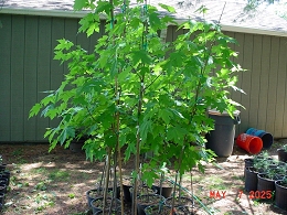 Potted Autumn Blaze Maple Trees