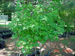 Potted Autumn Blaze Maple Trees