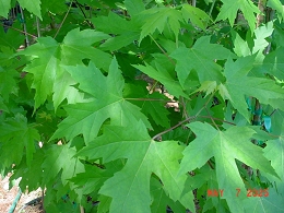 Potted Autumn Blaze Maple