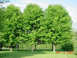 Potted Autumn Blaze Maple Trees