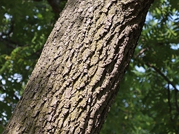 Potted Black Walnut