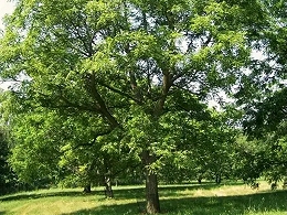 Potted English Walnut