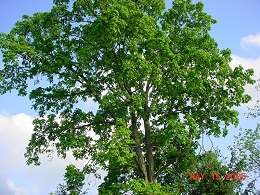 Potted Black Walnut
