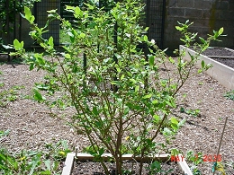 Potted Patriot Blueberry