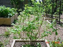 Potted Sunshine Blue Blueberry