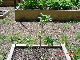 Potted 'Bonus' Chef Jeff's Blueberry
