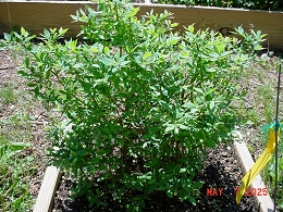 Potted Blueray Highbush Blueberry