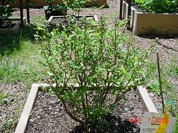 Potted Perpetua Blueberry Blueberry