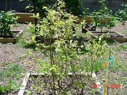 Potted Duke Blueberry