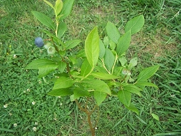 Potted Blueberry Bushes