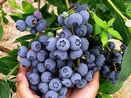 Potted Blueberry Bushes