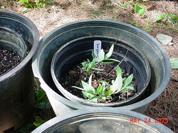 Potted Sunshine Blue Blueberry