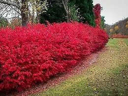 Burning Bush Shrubs