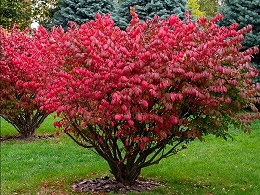 Burning Bush Shrubs