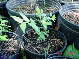 Burning Bush Shrubs