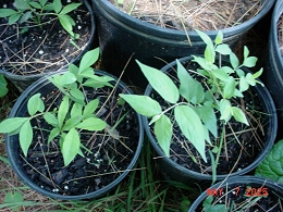 Burning Bush Shrubs