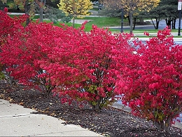 Burning Bush Shrubs
