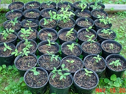 Burning Bush Shrubs