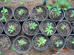 Burning Bush Shrubs