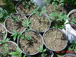 Burning Bush Shrubs