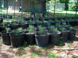 Potted Eastern White Pine