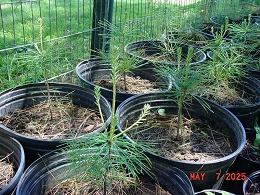 Potted Eastern White Pine