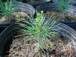 Potted Eastern White Pine