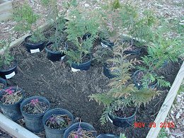 Green Giant Arborvitae Trees