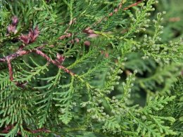 Green Giant Arborvitae Trees
