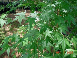 Potted Green Leaf Japanese Maple