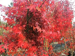 Potted Green Leaf Japanese Maple