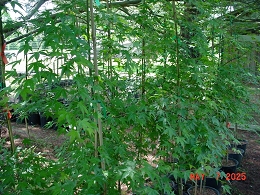 Potted Green Leaf Japanese Maple