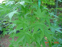 Potted Green Leaf Japanese Maple