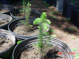 Norway Spruce