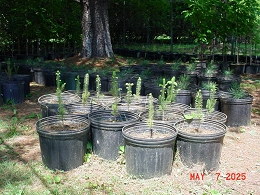 Norway Spruce