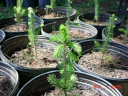 Norway Spruce