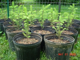 Norway Spruce