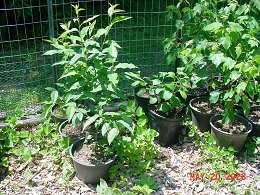 Potted Cherry Trees