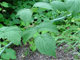 Potted Black Raspberry