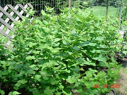 Potted Nova Raspberry