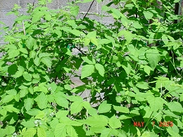 Potted Nova Raspberry