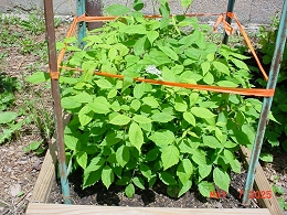 Potted Willamette Raspberry