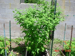Potted Amish Grown Raspberry
