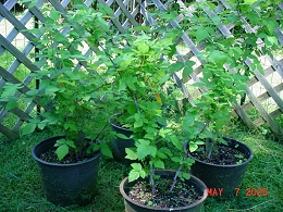 Potted Amish Grown Raspberry