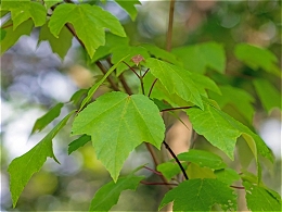 Potted Red Sunset Maple Trees