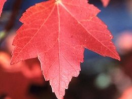 Potted Red Sunset Maple Trees