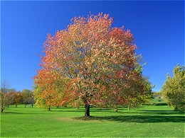 Potted Red Sunset Maple Trees