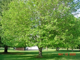 Potted Red Sunset Maple Trees