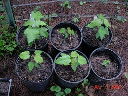 Potted Red Sunset Maple Trees